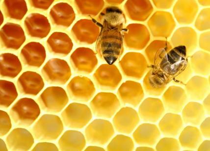 Falso miele della Cina, mercato italiano invaso. Fatto senza api ed economico