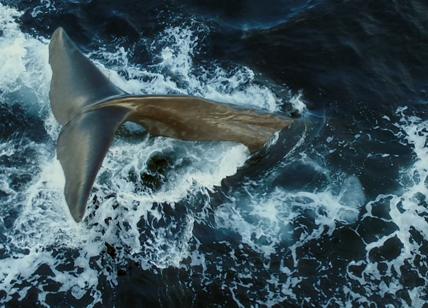 Balena di plastica: su SkyTg24 la storia della balena uccisa dalla plastica