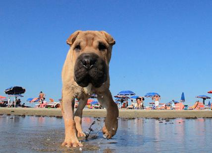 Spiaggia per cani con Spa, yoga per i padroni. Pasqua a 4 zampe alla Baubeach