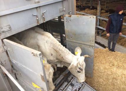 Terremoto, azienda agricola di Maccarese adotta mucche e pecore di Amatrice