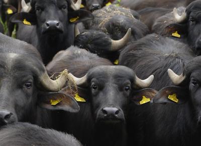 buf
