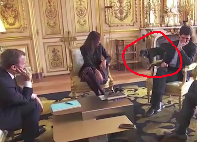 cane macron ape cane macron ape
