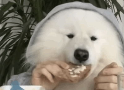cane colazione