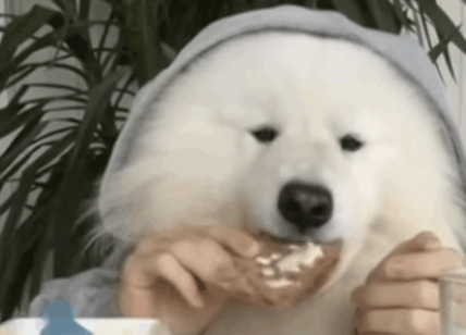 Il cane fa colazione vestito e seduto a tavola con latte e fette biscottate