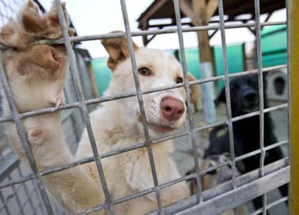 Rimini, smantellato traffico illegale di migliaia di cani
