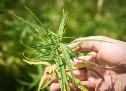 Segnala un furto nel palazzo: in casa sua aveva una serra per la marijuana