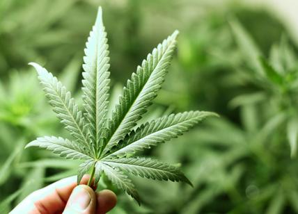 Cannabis legale per scopi ricreativi, adesso anche in Canada