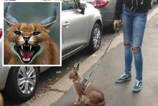 Il Caracal a passeggio a Milano Il Caracal a passeggio a Milano