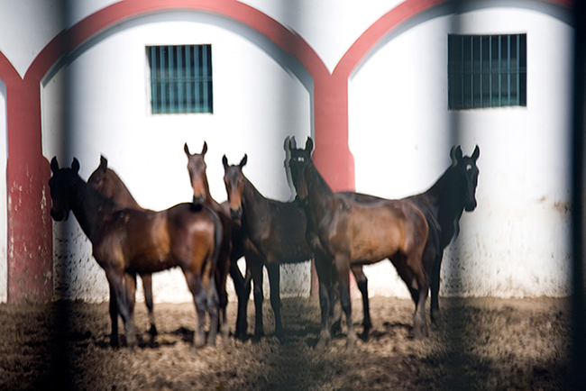 cavalli andalusia (4)