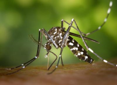 Chikungunya