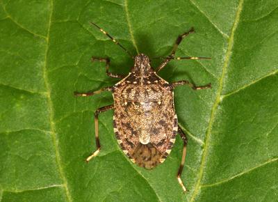 cimice asiatica