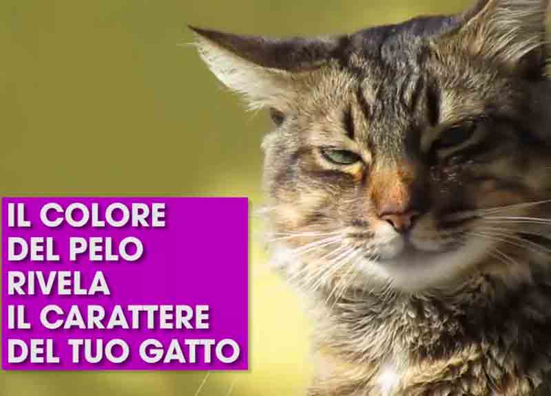 Lo sapevi che il colore del gatto rivela il suo carattere?