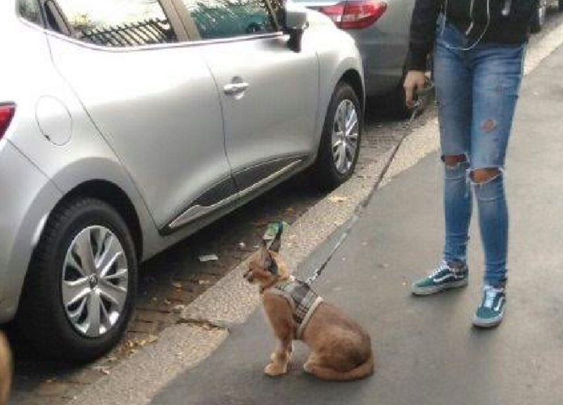 Caracal al guinzaglio a passeggio per Milano Caracal al guinzaglio a passeggio per Milano