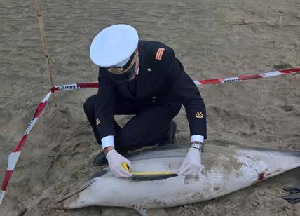 Roma, delfino morto sulla spiaggia di Maccarese. Era di una specie rara