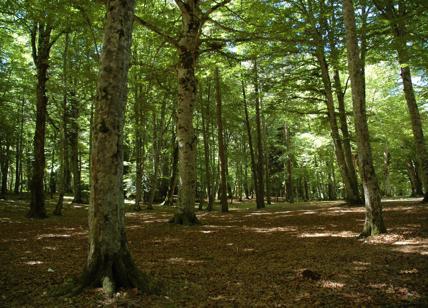 UNESCO, Capone esulta: 'La forza del valore naturalistico della Foresta Umbra'
