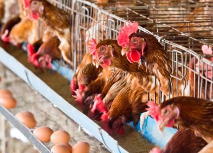 Galline in gabbie minuscole per produrre uova: gli animalisti contro Eurospin