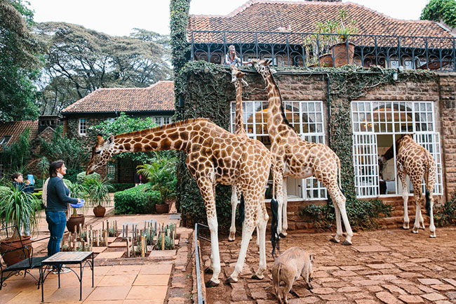 Giraffe Manor, Nairobi Giraffe Manor, Nairobi