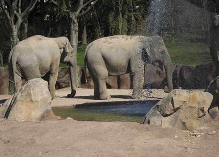 Nuova casa per gli elefanti indiani: al parco Le Cornelle l'oasi Pinnawala