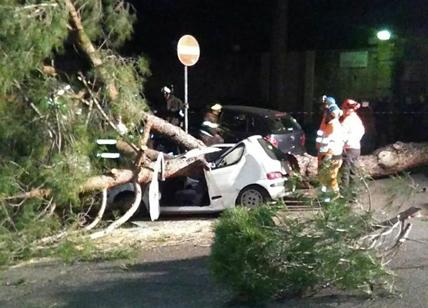 Crolla pino marittimo: sfondata un'automobile posteggiata a Mostacciano