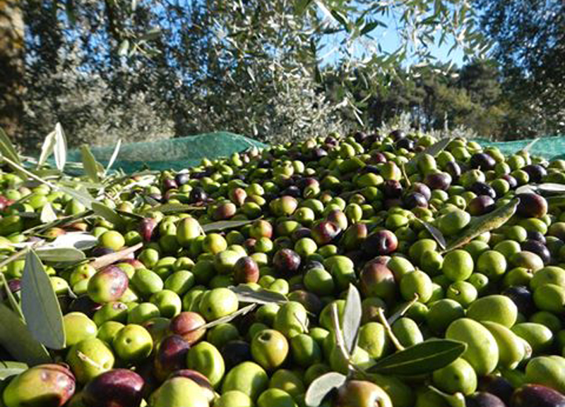 olive raccolta produzione olio