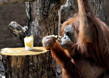 Orango-mania al Bioparco. Viaggio alla scoperta delle scimmie più amate