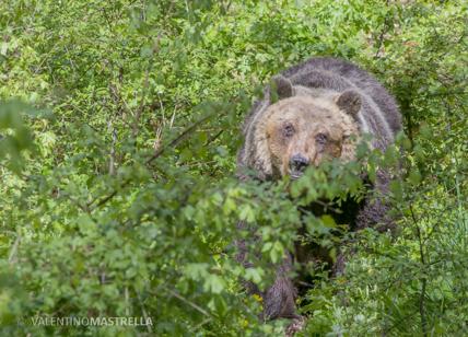 L'orsa fuggitiva lascia Villavallelonga: Yoga trasloca nel Parco del Lazio