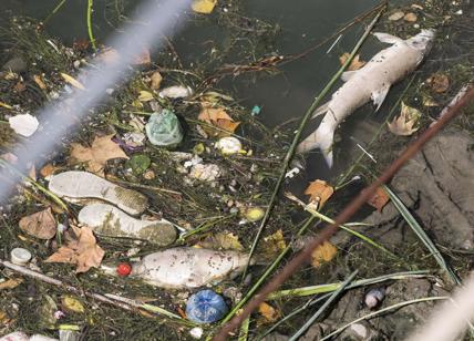 Pesci morti galleggiano sul Tevere: allarme inquinamento nella Capitale