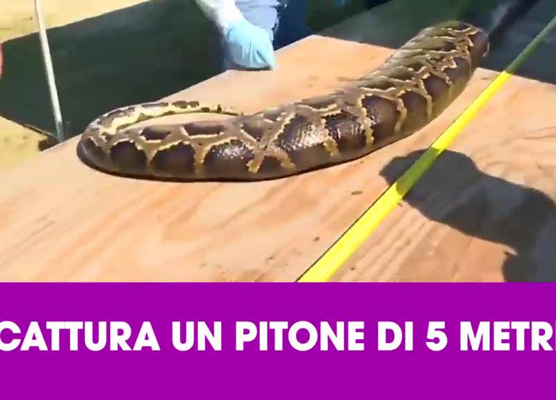 Un uomo cattura un pitone lungo 5 metri
