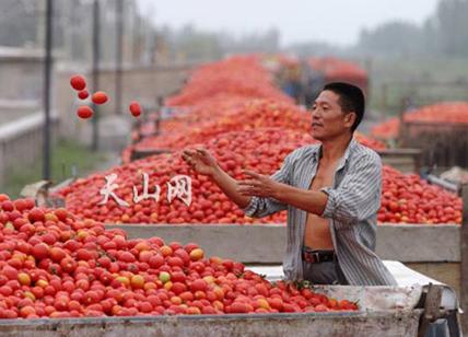 Pomodoro, produzione nazionale eccessiva ma cresce importazione dalla Cina