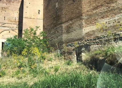 Roma giungla urbana. Le immagini dell'erba alta quasi due metri