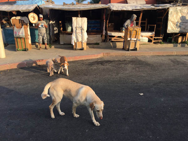 Cani randagi Cani randagi