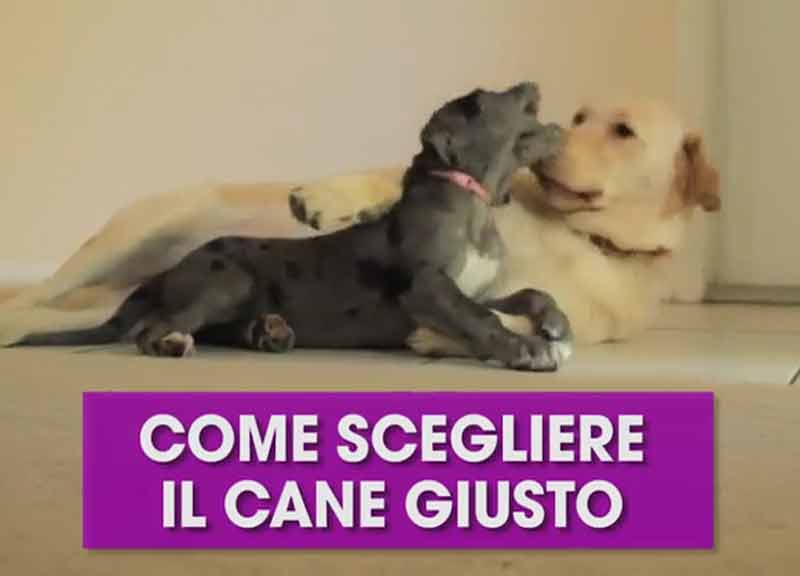 Come scegliere il cane giusto