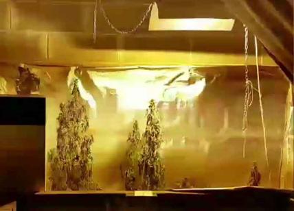 Serra per marijuana nel box auto: sequestrate lampade e fertilizzanti