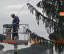 "Spelacchio" è morto, breve videostoria dell'albero di Piazza Venezia