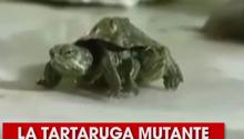 La tartaruga mutante con due teste e sei zampe