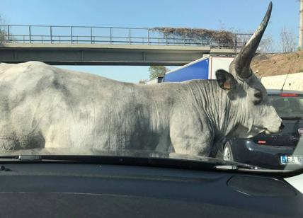 Toro in fuga sul raccordo, traffico in tilt: 4 km di coda direzione Roma Nord