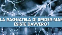 La ragnatela di Spider-Man esiste davvero!