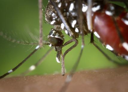 Virus del Nilo: scatta nuovo allarme. VIRUS DEL NILO: DONAZIONI SANGUE SOSPESE
