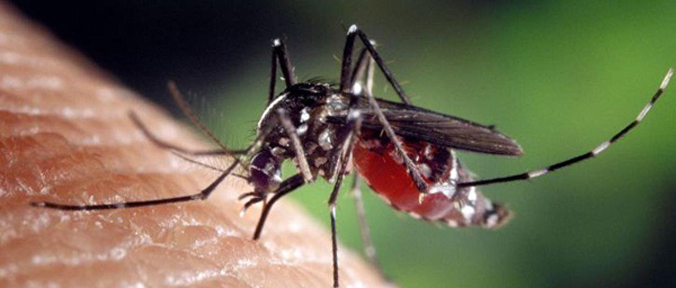 Zanzare, caldo anomalo porta al risveglio: allerta virus del Nilo, Chikungunya