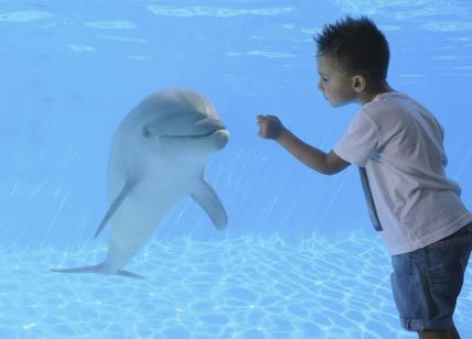 Un mese per non far chiudere l'acquario di Genova.Delfini depressi senza bimbi