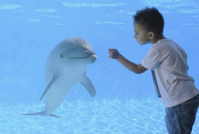 Un bambino osserva da vicino un delfino allo Zoomarine, che ha ottenuto la certificazione American Humane sul benessere animale. Un bambino osserva da vicino un delfino allo Zoomarine, che ha ottenuto la certificazione American Humane sul benessere animale.