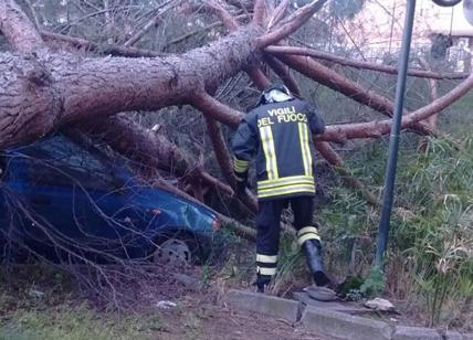 Crolla un pino marittimo di 25 metri: distrutte due automobili parcheggiate