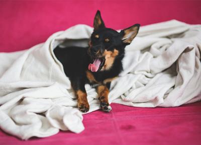 Cane divano coperta