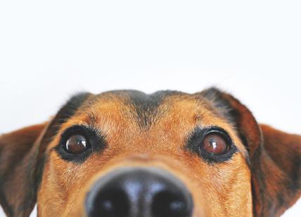 Cane annusa il naso alla sua padrona e scopre che ha un tumore alla pelle
