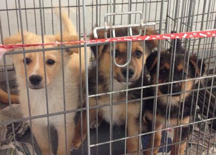 Gorizia, Gdf stronca traffico illegale di razze pregiate di cuccioli di cane