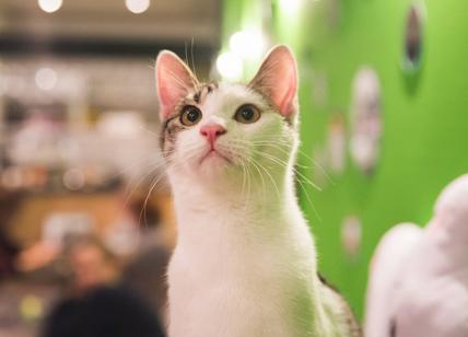 Festa del gatto: 5 regole per portarli in aereo e 5 Cat Café da visitare