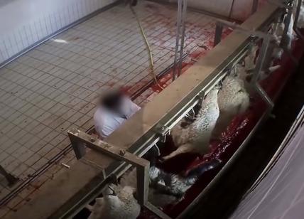 Macello dell'orrore, violenza shock: animali dissanguati e picchiati a morte