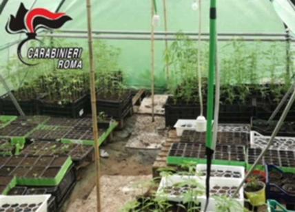 Coltivava piante di marijuana nel giardino di casa: arrestato pusher 50enne