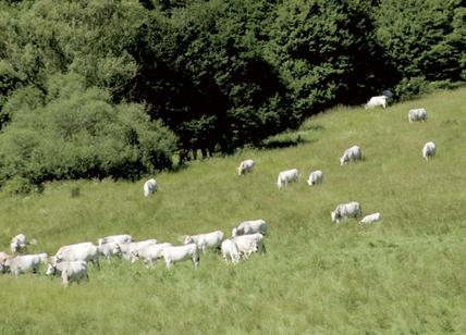Carcasse di mucche malnutrite nel Parco d'Abruzzo: sanzionato un allevatore