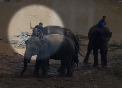Peta, il torneo con elefanti è crudele: gli sponsor Campari e Piaggio lasciano